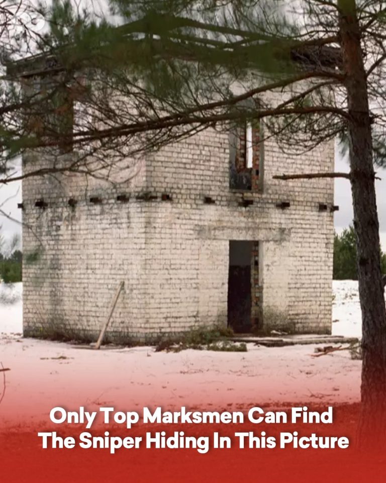 Only Expert Marksmen Can Spot the Hidden Sniper in This Picture