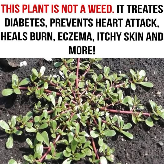 Many Confuse This Plant