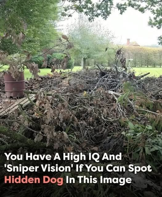 Can you spot the hidden dog?